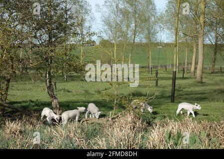 Riserva naturale di Whetmead, Witham, Essex Foto Stock