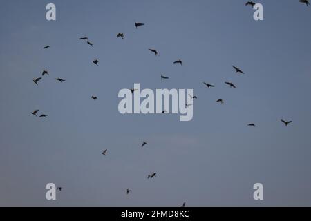 Silhouette di uccelli che volano sopra il cielo di bluet al tramonto. Uccelli che volano. La libertà degli uccelli in natura. Foto Stock