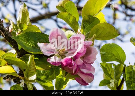 Un antico albero di mele che fiorisce quasi ogni anno. Foto Stock