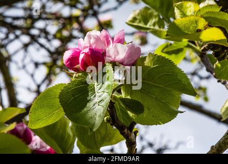 Un antico albero di mele che fiorisce quasi ogni anno. Foto Stock