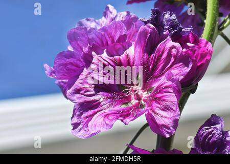 Closeup di un grappolo di fiori viola di hollyhock in fiore Foto Stock
