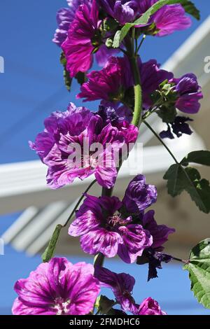 Una verticale di hollyhocks viola contro un cielo blu Foto Stock