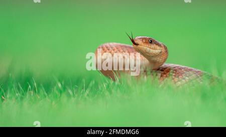 Primo piano di un'immagine macro del serpente escolapico (Zamenis longissimus) su un'erba verde che ne fa uscire la lingua. Isolato su sfondo verde sfocato Foto Stock