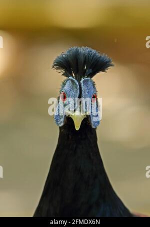 Malay Crested Fireback (Lophura rufa) primo piano di Taman Negara NP maschio adulto, Malesia Febbraio Foto Stock