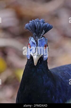 Malay Crested Fireback (Lophura rufa) primo piano di Taman Negara NP maschio adulto, Malesia Febbraio Foto Stock