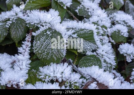 Einsiedeln, Svizzera - 25 novembre 2020: Gelo invernale novembre sul verde Foto Stock