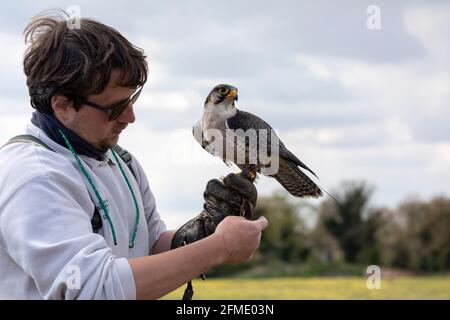 Falconer con un Falcon Lanner Foto Stock