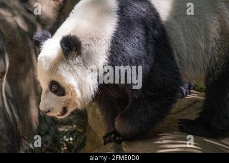 Giant Panda (Ailuropoda melanoleuca) allo Zoo di Atlanta, Georgia. (STATI UNITI) Foto Stock