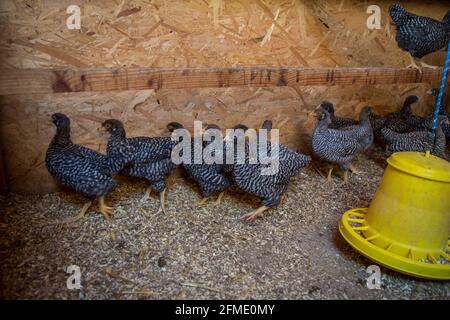 Amrock fugge in una scatola di allevamento di pollo Foto Stock