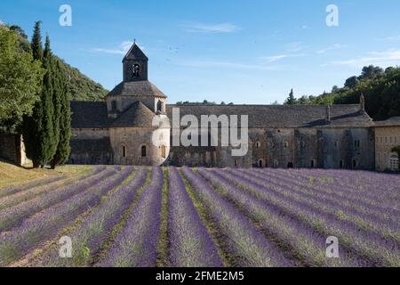 Senanque, Francia - 5 luglio 2020: Fioritura campo di lavanda viola accanto alla famosa abbazia medievale di Senanque Foto Stock