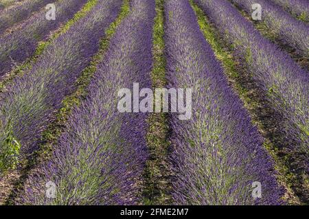 Senanque, Francia - 5 luglio 2020: File del campo di lavanda viola fiorente nella Provenza francese Foto Stock