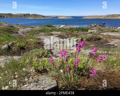 Smogen, Svezia - 1 giugno 2017: La costa del fiordo svedese di Smogen Foto Stock