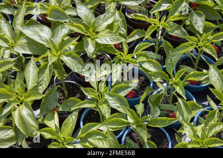 Piante di pepe dolce in vendita in Garden center, Galles, UK Foto Stock