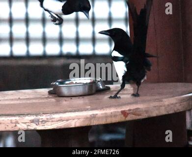 Bristol, Regno Unito. 8 maggio 2021. In una serata umida e ventosa a Cleeve North Somerset, una Magpie si vede rubare cibo da una ciotola di gatto lasciata su un tavolo di legno all'esterno. Credito immagine: Robert Timoney/Alamy Live News Foto Stock