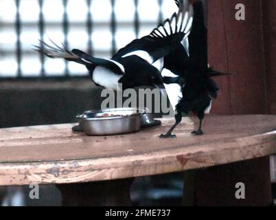 Bristol, Regno Unito. 8 maggio 2021. In una serata umida e ventosa a Cleeve North Somerset, una Magpie si vede rubare cibo da una ciotola di gatto lasciata su un tavolo di legno all'esterno. Credito immagine: Robert Timoney/Alamy Live News Foto Stock