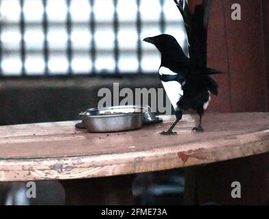 Bristol, Regno Unito. 8 maggio 2021. In una serata umida e ventosa a Cleeve North Somerset, una Magpie si vede rubare cibo da una ciotola di gatto lasciata su un tavolo di legno all'esterno. Credito immagine: Robert Timoney/Alamy Live News Foto Stock