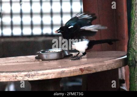 Bristol, Regno Unito. 8 maggio 2021. In una serata umida e ventosa a Cleeve North Somerset, una Magpie si vede rubare cibo da una ciotola di gatto lasciata su un tavolo di legno all'esterno. Credito immagine: Robert Timoney/Alamy Live News Foto Stock