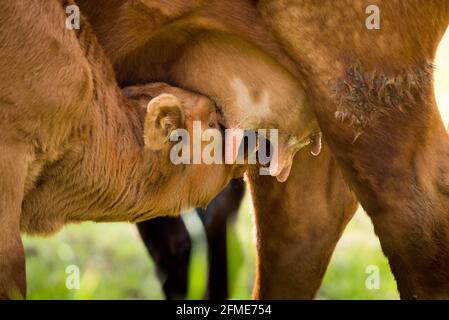 un vitello è permesso di stare con la madre nel prato ed è naturalmente succhiato con il latte della madre. natura pura migliore benessere animale Foto Stock