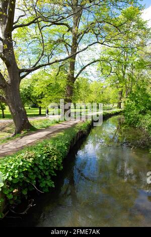 Vista verticale del canale di alimentazione del fiume Taff che scorre attraverso il Bute Park con alberi che entrano in foglia in primavera Maggio 2021 Cardiff Galles UK KATHY DEWITT Foto Stock