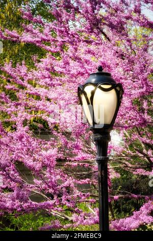 Un lampione nel parco centrale è incorniciato da splendidi alberi di primavera in fiore, New York City, USA Foto Stock