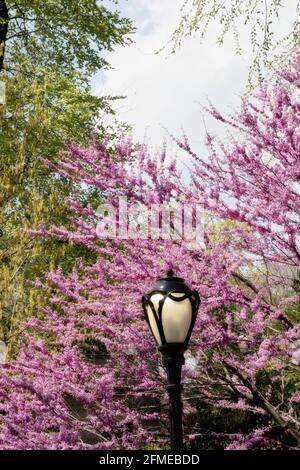 Un lampione nel parco centrale è incorniciato da splendidi alberi di primavera in fiore, New York City, USA Foto Stock