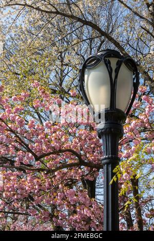 Un lampione nel parco centrale è incorniciato da splendidi alberi di primavera in fiore, New York City, USA Foto Stock