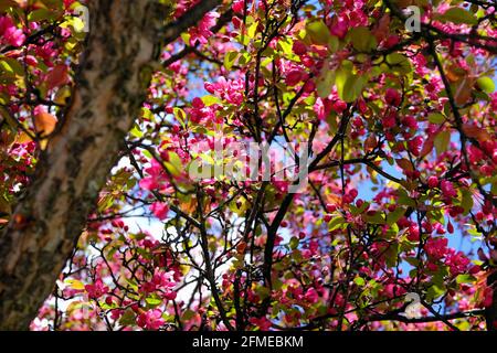 Splendidi fiori rosa scuro di una granola (Malus floribunda) in fiore in primavera in un giardino di Glebe, Ottawa, Ontario, Canada. Foto Stock