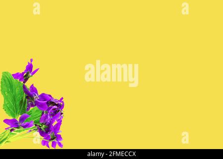 Viola odorata Violet primaverile Pasqua fiori bouquet su sfondo illuminante. Foto Stock