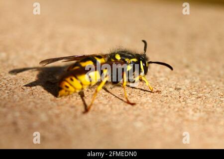 Giubbotto tedesco Wasp (V. Germanica) Foto Stock