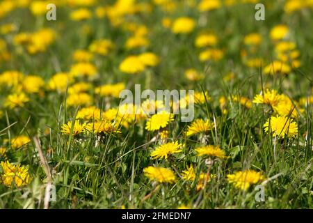 Dandylions in un campo di erba Foto Stock