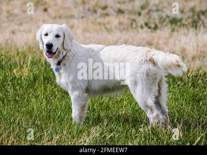 Cinque mesi di cane Golden Retriever color platino in esecuzione su un ranch centrale Colorado; USA Foto Stock