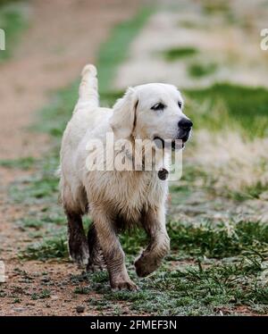 Cinque mesi di cane Golden Retriever color platino in esecuzione su un ranch centrale Colorado; USA Foto Stock