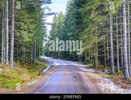 Misty mattina in neve coperta strada e pineta vicino Hjo, Svezia Foto Stock