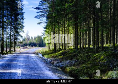 Misty mattina in neve coperta strada e pineta vicino Hjo, Svezia Foto Stock