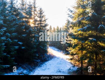 Misty mattina in neve coperta strada e pineta vicino Hjo, Svezia Foto Stock