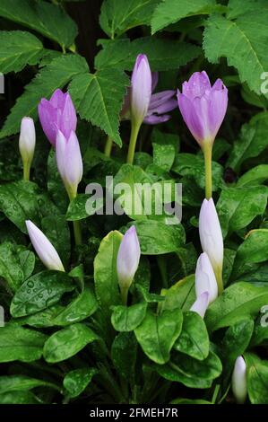 fiori di colchicum autumnale in foglie verdi di piante da giardino Foto Stock