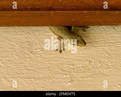 Closeup di casa comune-Gecko (Hemidactylus frenatus) che si nasconde dietro legno sulla parete Bali, Indonesia. Foto Stock