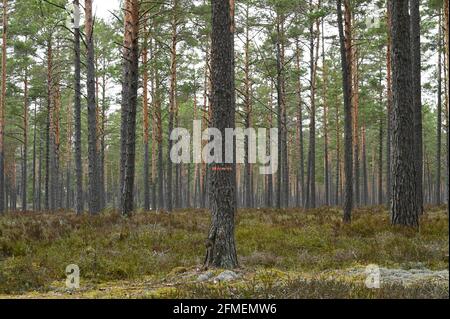 Pineta con alberi marcati per tagliare in primo piano. Foto Stock