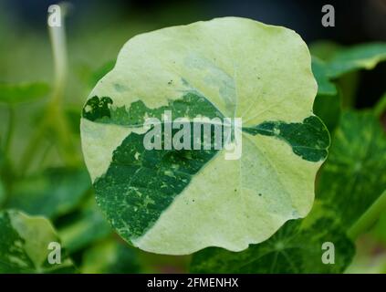 Una foglia bianca e verde variegata di Nasturzio Tip Top Alaska Foto Stock