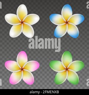 Set di fiori colorati isolati di plumeria, fiori di frangipani per sfondi estivi Illustrazione Vettoriale