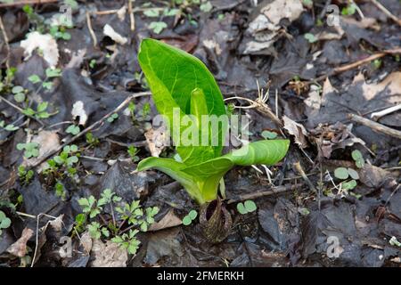 Eastern Skunk Cabbage cresce tra le foglie morte nel terreno umido del Metea County Park vicino a Fort Wayne, Indiana, USA. Foto Stock