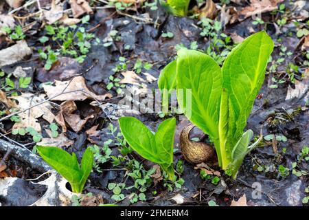 Eastern Skunk Cabbage cresce nel terreno umido del Metea County Park vicino a Fort Wayne, Indiana, USA. Foto Stock