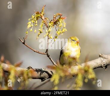Femmina americano Goldfinch ( Spinus Tristis ) arroccato su Branch Foto Stock