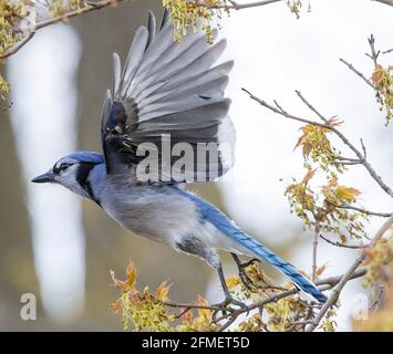 Blue Jay nordamericano ( Cyanocitta Cristata) Decollo dall'albero con le ali sparse in volo Foto Stock