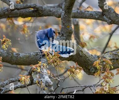 Blue Jay nordamericano ( Cyanocitta Cristata) Le piume di preening sono appollaiate sul ramo grande Foto Stock