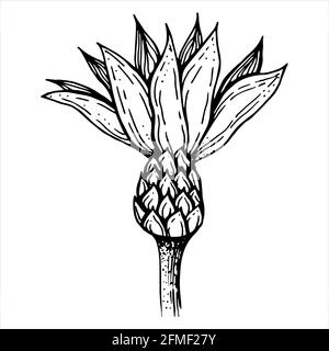 Bocciolo di fiori con petali, bianco e nero Illustrazione Vettoriale