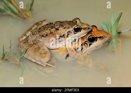 Un paio di rane di erba piana (Ptychadena accietae) che si accoppiano in acque poco profonde, Sudafrica Foto Stock