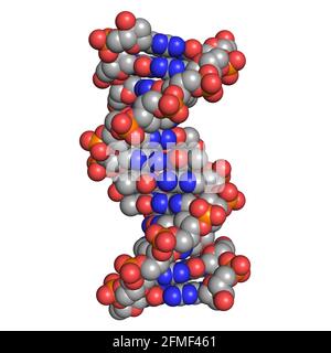 La molecola di acido deossiribonucleico 3D del DNA rende la struttura chimica Foto Stock