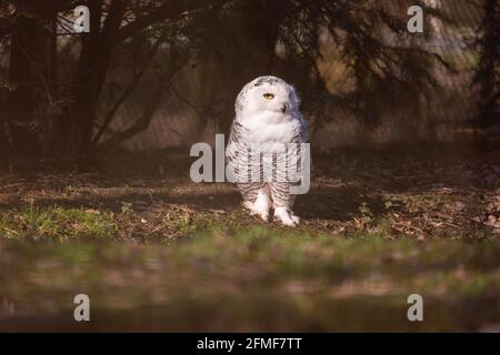 Un gufo bianco carino innevato che si trova a terra sotto la luce del sole nella foresta Foto Stock