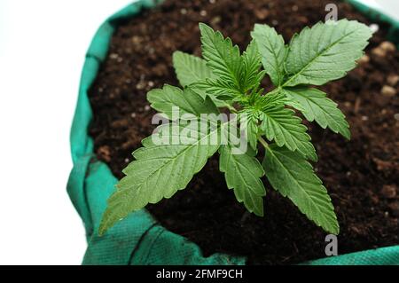 La cannabis germogliava da vicino isolato su sfondo bianco. La giovane e fresca piantina di marijuana cresce nel terreno, distesa pianeggiante. Concetto crescente. Foto Stock